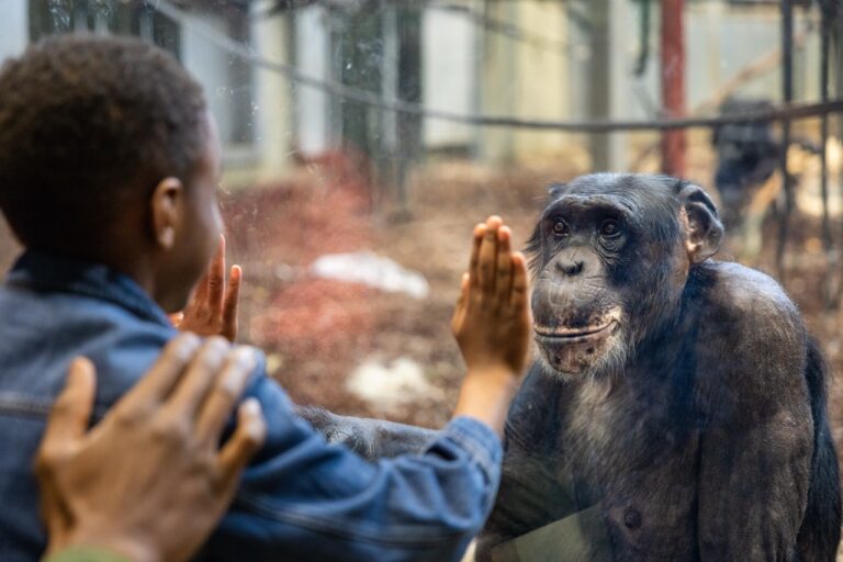 Brand video productrion in London from Here Now films - a picture of a boy looking at a chimpanzee at Twycross Zoo from our TVC with them.
