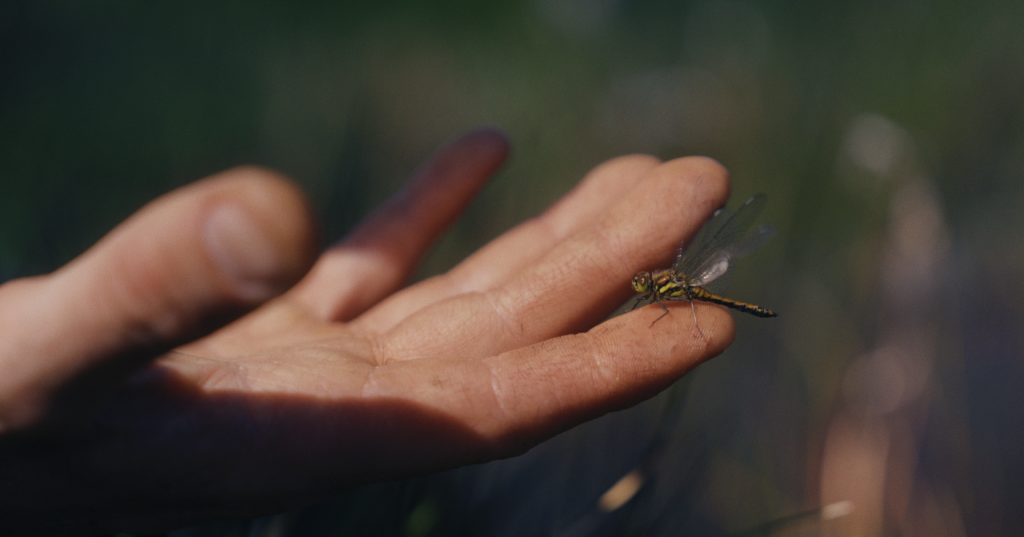 Image of a dragonfly on a hand from our Award Winning Documentary "the living layer".