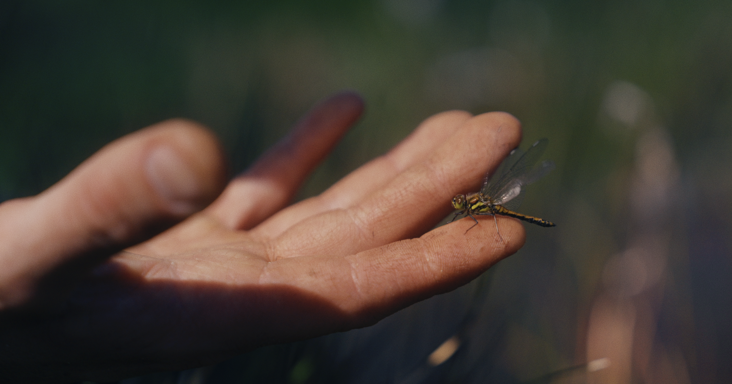 Image of a dragonfly on a hand from our Award Winning Documentary "the living layer".